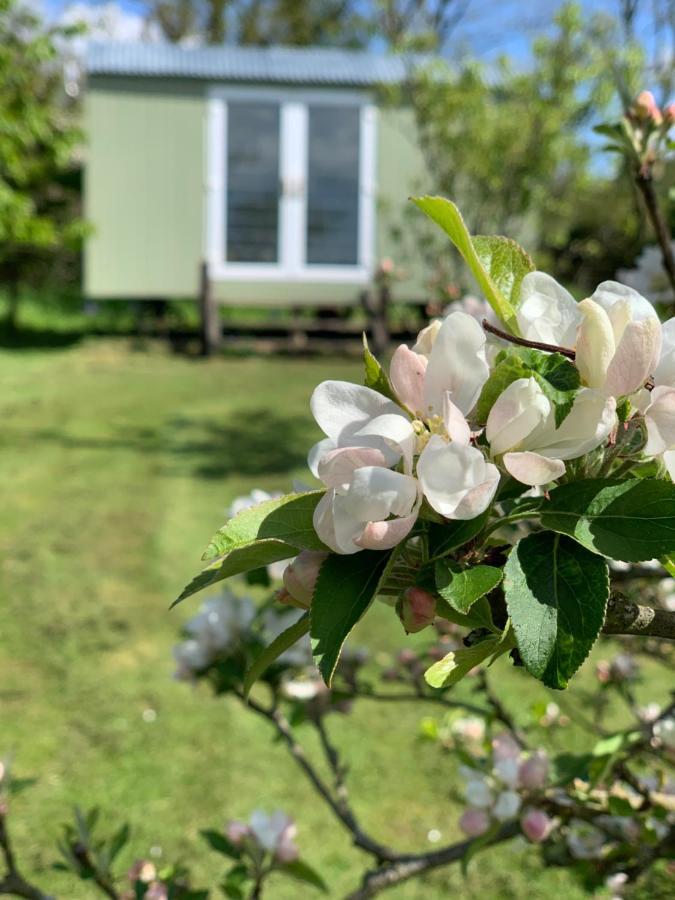 Hillcrest Hut Daire Tenby Dış mekan fotoğraf